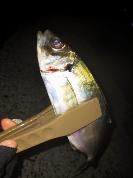 渋い中の尺アジ