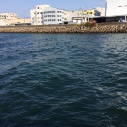 エサ無しサビキ