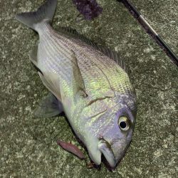 アラカブ狙いの最中、ヘダイがRIDEON！