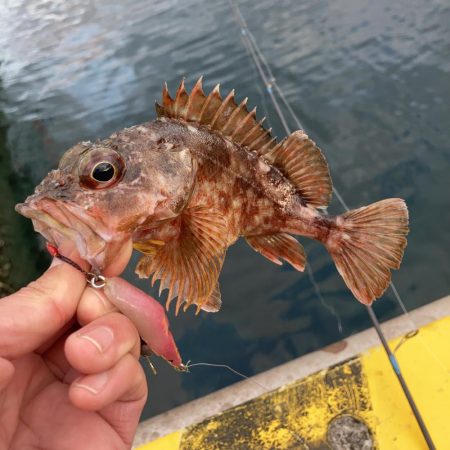 ボトムでアラカブのRIDE ON!!