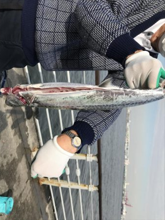 コスモ　昼にサゴシ