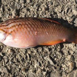 ヘダイ2匹、ベラ1匹