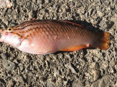 ヘダイ2匹、ベラ1匹