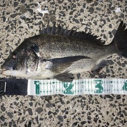 シーバス狙い中にチヌのRIDEON!