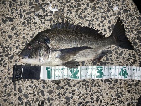 シーバス狙い中にチヌのRIDEON!