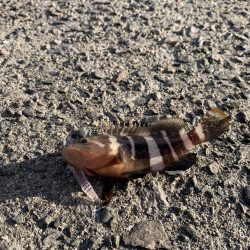 太刀魚のつもりが・・・