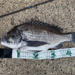 ジギングでチヌのRIDE ON!!