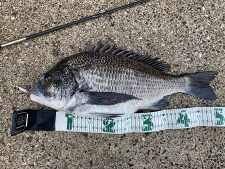 ジギングでチヌのRIDE ON!!