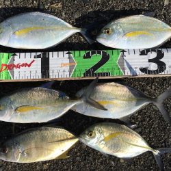 シマアジ、アイゴ。メッキ等