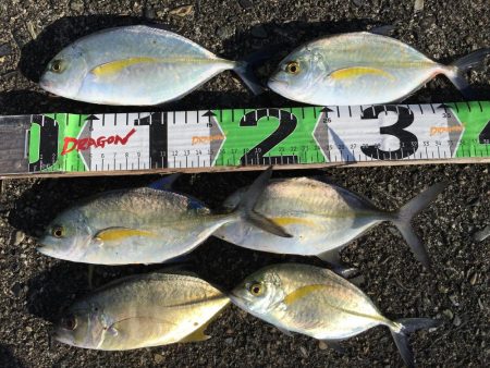 シマアジ、アイゴ。メッキ等