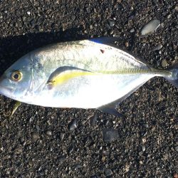 アイゴ、メッキ