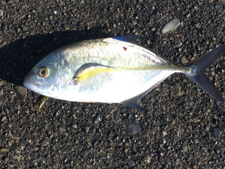 アイゴ、メッキ