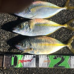 シマアジ、アイゴ、マダイ、ガシラ等