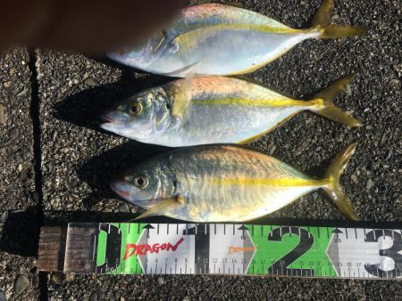 シマアジ、アイゴ、マダイ、ガシラ等