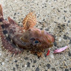 トップアジングにRIDE ON！