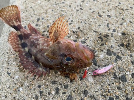 トップアジングにRIDE ON！