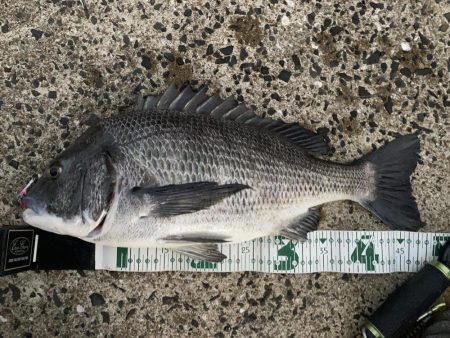 ヒラマサ、青物狙い