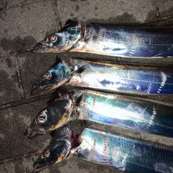 コスモ　タチウオ例年並みに