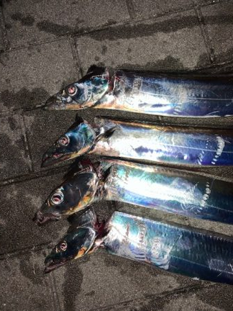 コスモ　タチウオ例年並みに