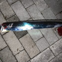 コスモで太刀魚 50本目