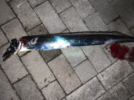 コスモで太刀魚　５０本目