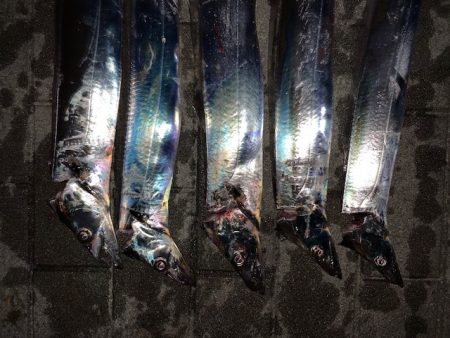 タチウオ時合あり