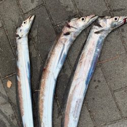 朝まずめ　タチウオ