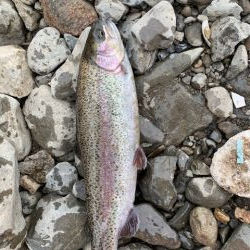 芥川マス釣り場