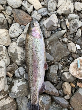 芥川マス釣り場