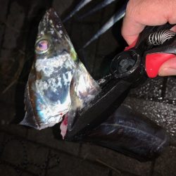 釣り納め　タチウオ好調