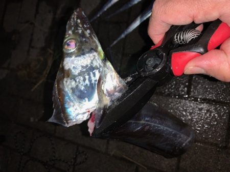 釣り納め　タチウオ好調