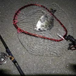 (2020/12/01 南港ヘチ釣り キビレチヌ 35㎝ ガシラ 釣果有り)