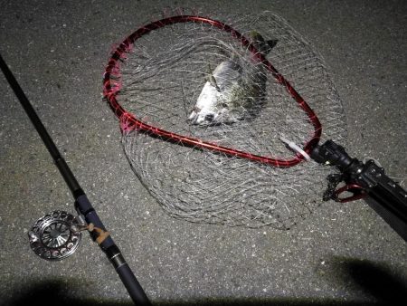 (2020/12/01 南港ヘチ釣り キビレチヌ 35㎝ ガシラ 釣果有り)