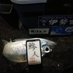 （2020/12/02 南港アジング　 良型アジ来た！アジング釣果 中アジ～（28.5㎝～）ガシラ 釣果有り）