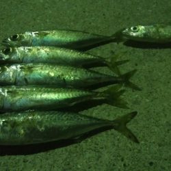 釣りデビュー　13日目