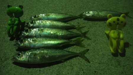 釣りデビュー　13日目