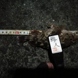 (2020/12/04 南港アジング アジング釣果で 中アジ~(25㎝~)サバ 釣果有り)