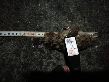 (2020/12/04 南港アジング アジング釣果で 中アジ~(25㎝~)サバ 釣果有り)