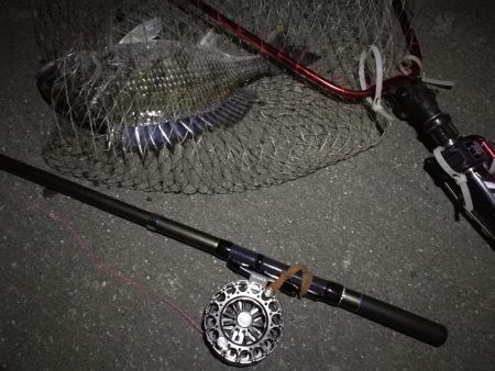 （2020/12/05 南港ヘチ釣り　 キビレチヌ41㎝ ガシラ25㎝ タケノコ 釣果有り）