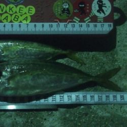 釣りデビュー 14日目