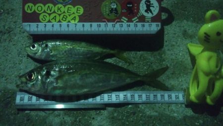 釣りデビュー 14日目