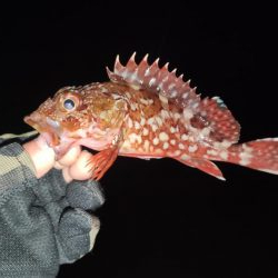 洲本アジメバリング