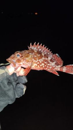 洲本アジメバリング