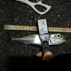 （2020/12/07 南港アジング　 アジング釣果 中アジ25㎝～ サバ 釣果有り）