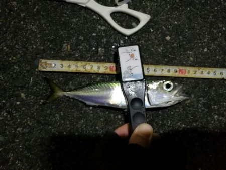 （2020/12/07 南港アジング　 アジング釣果 中アジ25㎝～ サバ 釣果有り）