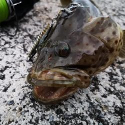長雨の隙間に釣果