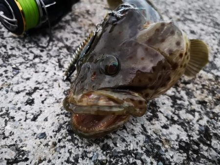 長雨の隙間に釣果