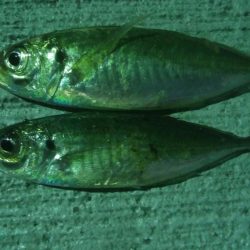 釣りデビュー 16日目