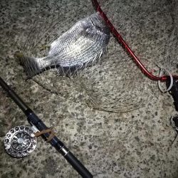 (2020/12/08 風の強い日の南港ヘチ釣り キビレチヌ40㎝ ガシラ 釣果有り)