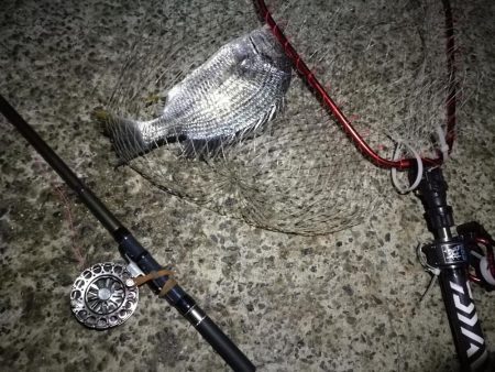 (2020/12/08 風の強い日の南港ヘチ釣り キビレチヌ40㎝ ガシラ 釣果有り)